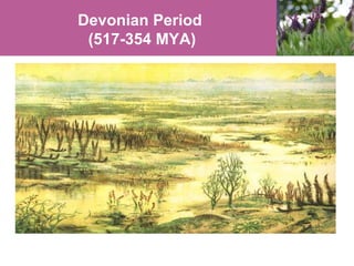 Devonian Period
(517-354 MYA)

 