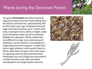 Plants during the Devonian Period
The genus Prototaxites describes terrestrial
organisms known only from fossils dating from
the Silurian and Devonian, approximately 420
to 370 million years ago. Prototaxites formed
large trunk-like structures up to 1 metre (3 ft)
wide, reaching 8 metres (26 ft) in height, made
up of interwoven tubes just 50 micrometres
(0.0020 in) in diameter. Whilst traditionally
very difficult to assign to an extant group of
organisms, current opinion is converging to a
fungal placement for the genus. It might have
had an algal symbiont, which would make it a
lichen rather than a fungus in the strict sense.
An opposing view has been presented that
Prototaxites was not a fungus but consisted of
enrolled liverwort mats with associated
cyanobacteria and fungal tubular elements.

 