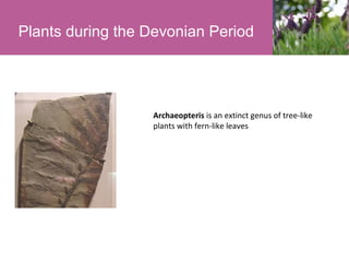 Plants during the Devonian Period

Archaeopteris is an extinct genus of tree-like
plants with fern-like leaves

 