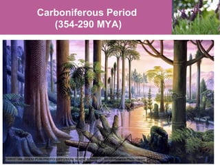 Carboniferous Period
(354-290 MYA)

 
