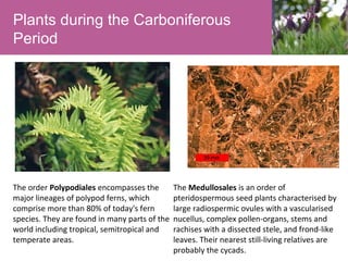 Plants during the Carboniferous
Period

The order Polypodiales encompasses the
major lineages of polypod ferns, which
comprise more than 80% of today's fern
species. They are found in many parts of the
world including tropical, semitropical and
temperate areas.

The Medullosales is an order of
pteridospermous seed plants characterised by
large radiospermic ovules with a vascularised
nucellus, complex pollen-organs, stems and
rachises with a dissected stele, and frond-like
leaves. Their nearest still-living relatives are
probably the cycads.

 