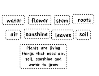 water
soil
roots
leaves
stem
air sunshine
flower
Plants are living
things that need air,
soil, sunshine and
water to grow
 