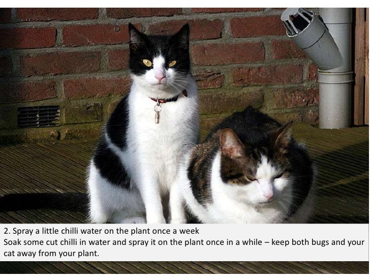 Plants poisonous to cats