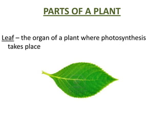 PARTS OF A PLANT
Leaf – the organ of a plant where photosynthesis
takes place

 