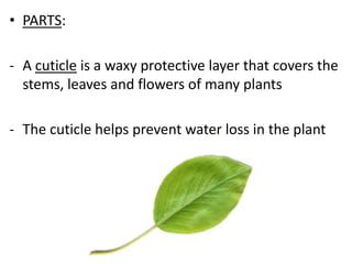 • PARTS:
- A cuticle is a waxy protective layer that covers the
stems, leaves and flowers of many plants
- The cuticle helps prevent water loss in the plant

 