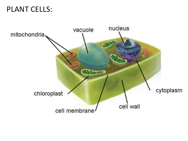 plant cell diagram grade 8 plants power point plant cell diagram grade 8 plants power point