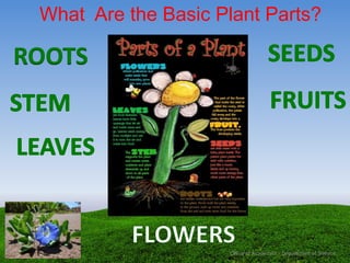 What Are the Basic Plant Parts?
Office of Academics - Department of Science
 