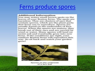 Ferns produce spores
 