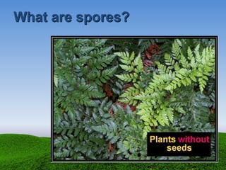 What are spores?
 