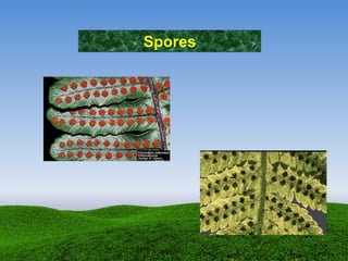 Spores
 