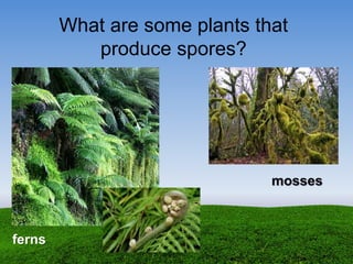 What are some plants that
produce spores?
ferns
mosses
 