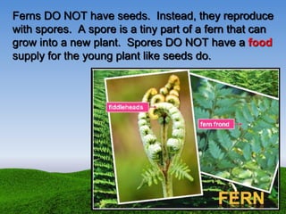Ferns DO NOT have seeds. Instead, they reproduce
with spores. A spore is a tiny part of a fern that can
grow into a new plant. Spores DO NOT have a food
supply for the young plant like seeds do.
 