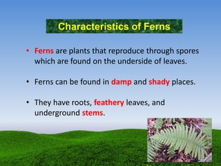 Characteristics of Ferns
• Ferns are plants that reproduce through spores
which are found on the underside of leaves.
• Ferns can be found in damp and shady places.
• They have roots, feathery leaves, and
underground stems.
 