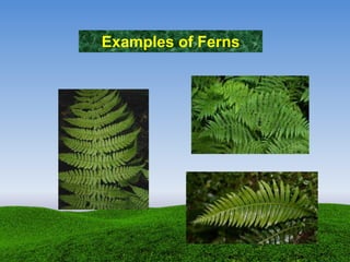 Examples of Ferns
 