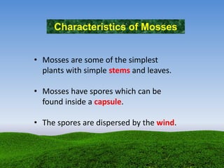 Characteristics of Mosses
• Mosses are some of the simplest
plants with simple stems and leaves.
• Mosses have spores which can be
found inside a capsule.
• The spores are dispersed by the wind.
 