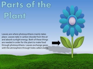 Leaves are where photosynthesis mainly takes
place. Leaves take in carbon dioxide from the air
and absorb sunlight energy. Both of these things
are needed in order for the plant to make food
through photosynthesis. Leaves exchange gases
with the atmosphere through holes called stoma.
 