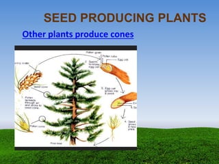 Other plants produce cones
SEED PRODUCING PLANTS
 