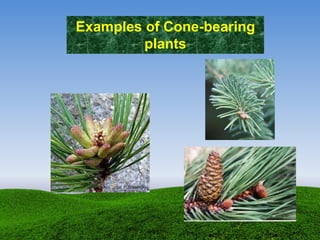 Examples of Cone-bearing
plants
 