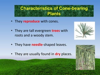 Characteristics of Cone-bearing
Plants
• They reproduce with cones.
• They are tall evergreen trees with
roots and a woody stem.
• They have needle-shaped leaves.
• They are usually found in dry places.
 