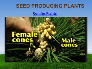 Conifer Plants
SEED PRODUCING PLANTS
 