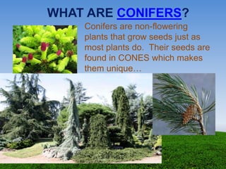 WHAT ARE CONIFERS?
Conifers are non-flowering
plants that grow seeds just as
most plants do. Their seeds are
found in CONES which makes
them unique…
 