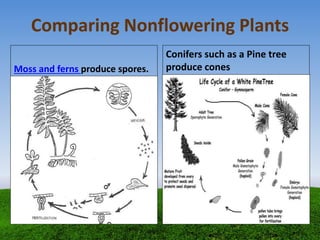 Comparing Nonflowering Plants
Moss and ferns produce spores.
Conifers such as a Pine tree
produce cones
 