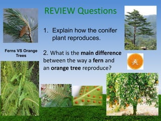 REVIEW Questions
1. Explain how the conifer
plant reproduces.
2. What is the main difference
between the way a fern and
an orange tree reproduce?
Ferns VS Orange
Trees
 