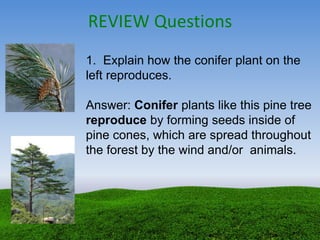REVIEW Questions
1. Explain how the conifer plant on the
left reproduces.
Answer: Conifer plants like this pine tree
reproduce by forming seeds inside of
pine cones, which are spread throughout
the forest by the wind and/or animals.
 