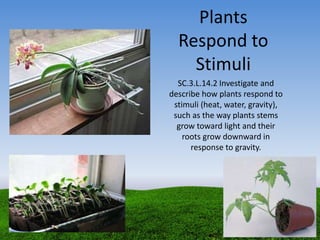 Plants
Respond to
Stimuli
SC.3.L.14.2 Investigate and
describe how plants respond to
stimuli (heat, water, gravity),
such as the way plants stems
grow toward light and their
roots grow downward in
response to gravity.
 