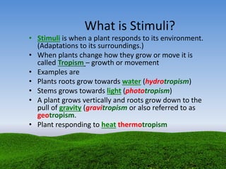 What is Stimuli?
• Stimuli is when a plant responds to its environment.
(Adaptations to its surroundings.)
• When plants change how they grow or move it is
called Tropism – growth or movement
• Examples are
• Plants roots grow towards water (hydrotropism)
• Stems grows towards light (phototropism)
• A plant grows vertically and roots grow down to the
pull of gravity (gravitropism or also referred to as
geotropism.
• Plant responding to heat thermotropism
 