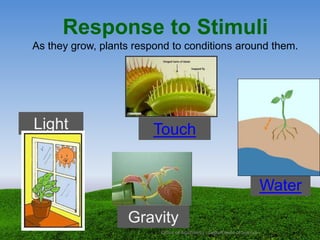 Response to Stimuli
As they grow, plants respond to conditions around them.
Light
Gravity
Water
Touch
Office of Academics - Department of Science
 