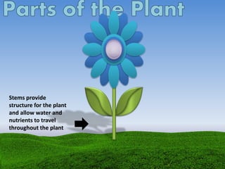 Stems provide
structure for the plant
and allow water and
nutrients to travel
throughout the plant
 