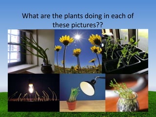 What are the plants doing in each of
these pictures??
 