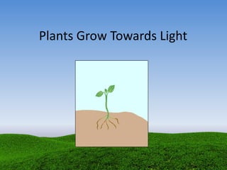 Plants Grow Towards Light
 
