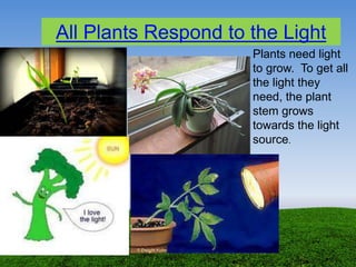 All Plants Respond to the Light
Plants need light
to grow. To get all
the light they
need, the plant
stem grows
towards the light
source.
 