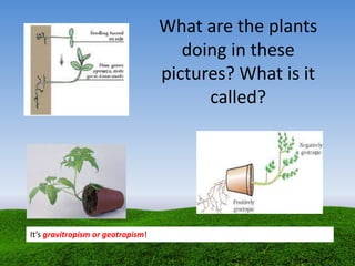 What are the plants
doing in these
pictures? What is it
called?
It’s gravitropism or geotropism!
 