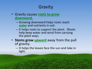 Gravity
• Gravity causes roots to grow
downward.
– Growing downward helps roots reach
water and nutrients in soil.
– It helps roots to support the plant. (Roots
help keep water and wind from carrying
the plant way).
• Stems grow upward away from the pull
of gravity.
– It helps the leaves face the sun and take in
light.
 