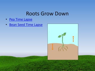 Roots Grow Down
• Pea Time Lapse
• Bean Seed Time Lapse
 