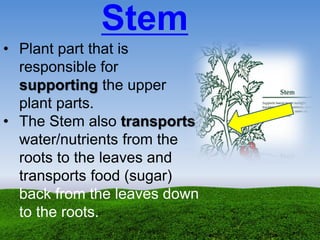 • Plant part that is
responsible for
supporting the upper
plant parts.
• The Stem also transports
water/nutrients from the
roots to the leaves and
transports food (sugar)
back from the leaves down
to the roots.
Stem
 