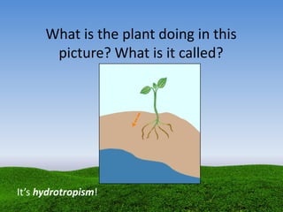 What is the plant doing in this
picture? What is it called?
It’s hydrotropism!
 