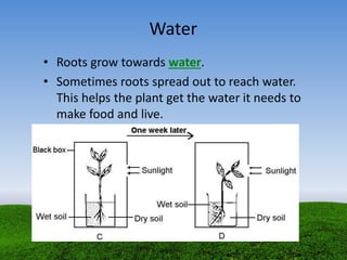 Water
• Roots grow towards water.
• Sometimes roots spread out to reach water.
This helps the plant get the water it needs to
make food and live.
 
