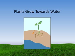 Plants Grow Towards Water
 