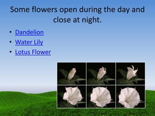 Some flowers open during the day and
close at night.
• Dandelion
• Water Lily
• Lotus Flower
 