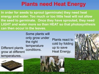 Plants need Heat Energy
In order for seeds to sprout (germinate) they need heat
energy and water. Too much or too little heat will not allow
the seed to germinate. Once they have sprouted, they need
LIGHT and water more so than HEAT so that photosynthesis
can then occur in the leaves.
Plants react to
cold by folding
up to save
Heat Energy.
Different plants
grow at different
temperatures.
Some plants will
only grow under
the right
temperature
conditions.
 