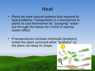 Heat
• Plants do have natural systems that respond to
heat problems. Transpiration is a mechanism in
plants to cool themselves by “pumping” water
out through the leaves for a kind of swamp-
cooler effect.
• If temperatures increase chemicals (proteins)
inside the plant surround other “proteins” so
the plant can keep its shape.
 