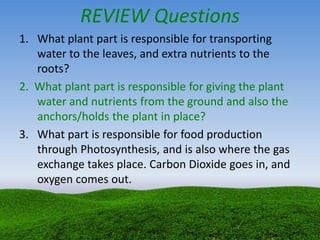 REVIEW Questions
1. What plant part is responsible for transporting
water to the leaves, and extra nutrients to the
roots?
2. What plant part is responsible for giving the plant
water and nutrients from the ground and also the
anchors/holds the plant in place?
3. What part is responsible for food production
through Photosynthesis, and is also where the gas
exchange takes place. Carbon Dioxide goes in, and
oxygen comes out.
 