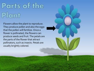 Flowers allow the plant to reproduce.
They produce pollen and also the eggs
that the pollen will fertilize. Once a
flower is pollinated, the flowers can
produce seeds and fruit.The petals are
the parts of the flower that attract
pollinators, such as insects. Petals are
usually brightly colored.
 