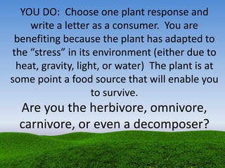 YOU DO: Choose one plant response and
write a letter as a consumer. You are
benefiting because the plant has adapted to
the “stress” in its environment (either due to
heat, gravity, light, or water) The plant is at
some point a food source that will enable you
to survive.
Are you the herbivore, omnivore,
carnivore, or even a decomposer?
 