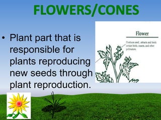• Plant part that is
responsible for
plants reproducing
new seeds through
plant reproduction.
 