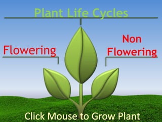 Plant Life Cycles
Flowering
Non
Flowering
 